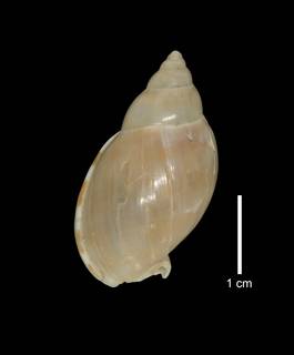 To NMNH Extant Collection (IZ MOL 205464 Shell Dorsal view)