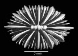 To NMNH Extant Collection (Calicular view of corallum)