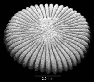 To NMNH Extant Collection (Oblique basal view of corallum)
