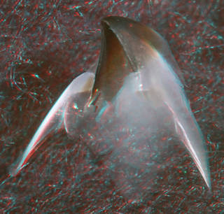 To NMNH Extant Collection (IZ MOL 727508 Architeuthis sp. - lower beak, oblique view, (10464) 3-D image)
