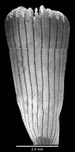 To NMNH Extant Collection (Lateral view of corallum)