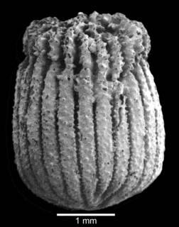 To NMNH Extant Collection (View of corallum displaying incipient transverse division)