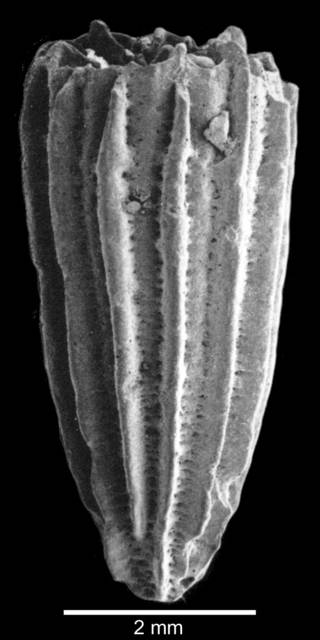 To NMNH Extant Collection (Lateral view of corallum)