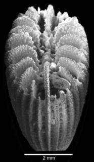 To NMNH Extant Collection (Calicular view of corallum)
