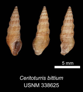 To NMNH Extant Collection (IZ MOL 338625 Ceritoturris bittium Holotype)