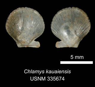 To NMNH Extant Collection (IZ MOL 335674 Chlamys kauaiensis)