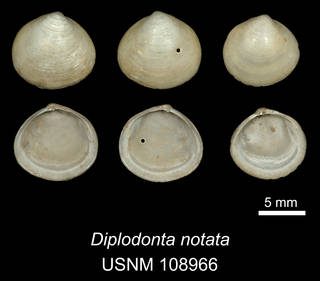 To NMNH Extant Collection (IZ MOL 108966 Diplodonta (Phlyctiderma) notata Syntype)