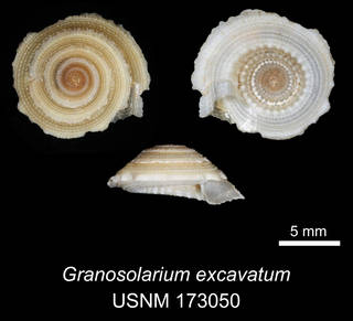 To NMNH Extant Collection (IZ MOL 173050 Granosolarium excavatum Holotype)