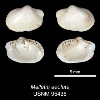 To NMNH Extant Collection (IZ MOL 95436 Malletia (Tindaria) aeolata Holotype)