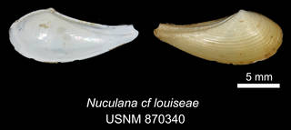 To NMNH Extant Collection (IZ MOL 870340 Nuculana (Thestyleda) cf. louiseae)
