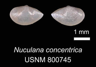 To NMNH Extant Collection (IZ MOL 800745 Nuculana concentrica)