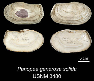 To NMNH Extant Collection (IZ MOL 3480 Panopea generosa solida Holotype)