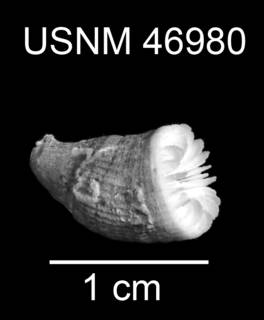 To NMNH Extant Collection (Tethocyathus variabilis USNM 46980 Side View)