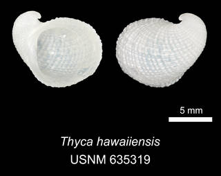 To NMNH Extant Collection (IZ MOL 635319 Thyca hawaiiensis Holotype)