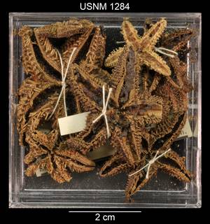 To NMNH Extant Collection (Asterias rugispina USNM 1284 - Lot 1)