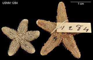 To NMNH Extant Collection (Asterias rugispina USNM 1284 - Lot 2 Dorsal)