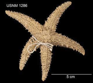 To NMNH Extant Collection (Asterias paucispina USNM 1286 - Dorsal)