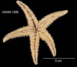 To NMNH Extant Collection (Asterias paucispina USNM 1286 - Ventral)