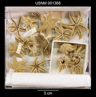 To NMNH Extant Collection (Asterias hexactis USNM 001368 - Lot)