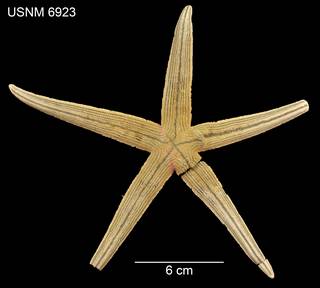 To NMNH Extant Collection (Luidia lawrencei USNM 6923 - Dorsal)