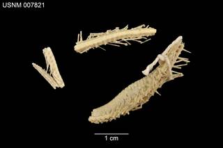To NMNH Extant Collection (Freyella microspina USNM 007821 - Fragments)