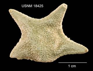 To NMNH Extant Collection (Hippasteria caribaea USNM 18425 - Dorsal)