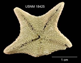 To NMNH Extant Collection (Hippasteria caribaea USNM 18425 - Ventral)