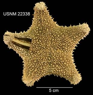 To NMNH Extant Collection (Hippasteria heathi USNM 22338 - Dorsal)