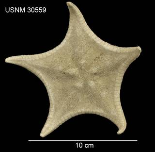 To NMNH Extant Collection (Anthenoides granulosus USNM 30559 - Dorsal)
