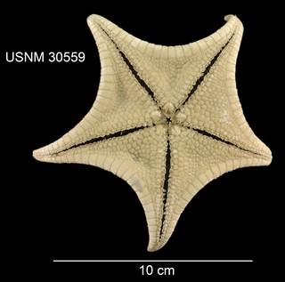 To NMNH Extant Collection (Anthenoides granulosus USNM 30559 - Ventral)