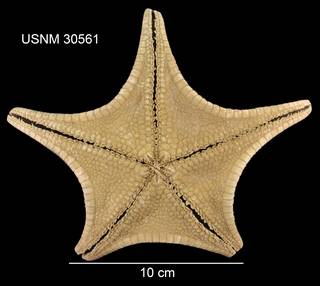 To NMNH Extant Collection (Anthenoides rugulosus USNM 30561 - Ventral)