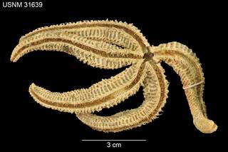 To NMNH Extant Collection (Pedicellaster hyperoncus USNM 31639 - Ventral)