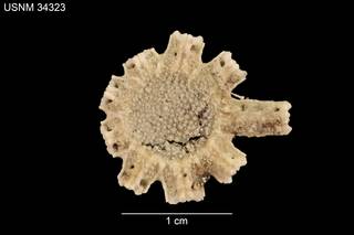 To NMNH Extant Collection (Brisinga panamensis USNM 34323 - Dorsal)