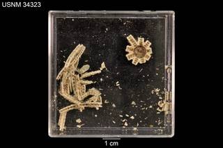 To NMNH Extant Collection (Brisinga panamensis USNM 34323 - Lot)