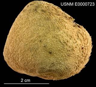 To NMNH Extant Collection (Hemiaster globulus USNM E0000723 - Lateral)