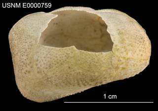 To NMNH Extant Collection (Brissopsis circosemita USNM E0000759 - Lateral)