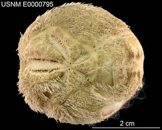To NMNH Extant Collection (Periaster rotundus USNM E0000795 - Dorsal)