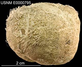 To NMNH Extant Collection (Periaster rotundus USNM E0000795 - Lateral)