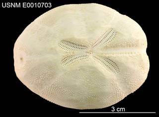 To NMNH Extant Collection (Brissopsis atlantica USNM E0010703 - Dorsal)