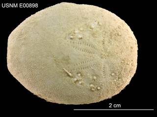 To NMNH Extant Collection (Gymnopatagus micropetalus USNM E00898 - Dorsal)