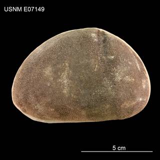 To NMNH Extant Collection (Isopatagus obovatus USNM E07149 - Lateral)