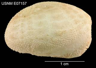 To NMNH Extant Collection (Eupatagus rubellus USNM E07157 - Lateral)