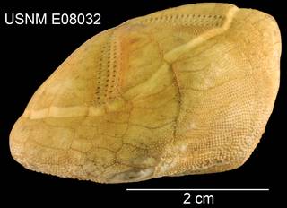 To NMNH Extant Collection (Rhynobrissus cuneus USNM E08032 - Lateral)