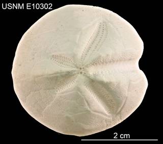 To NMNH Extant Collection (Schizaster floridiensis USNM E10302 - Dorsal)