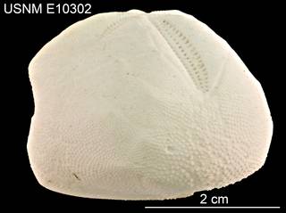 To NMNH Extant Collection (Schizaster floridiensis USNM E10302 - Lateral)