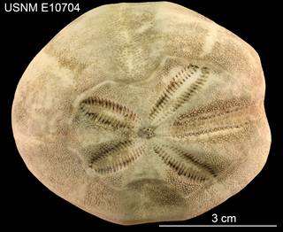 To NMNH Extant Collection (Brissopsis alta USNM E10704 - Dorsal)