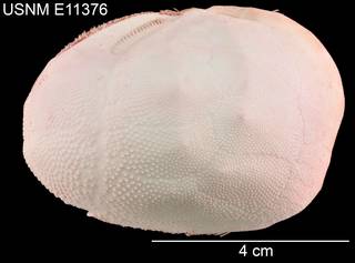 To NMNH Extant Collection (Paraster doederleini USNM E11376 - Lateral)
