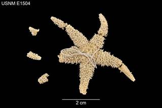 To NMNH Extant Collection (Leptasterias stolacantha USNM E1504 - Dorsal)