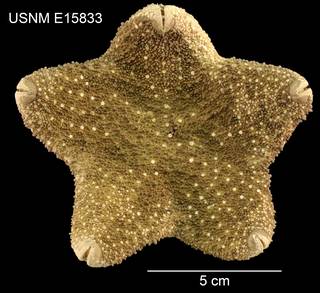 To NMNH Extant Collection (Asterodiscides lacrimulus USNM E15833 - Dorsal)