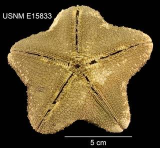 To NMNH Extant Collection (Asterodiscides lacrimulus USNM E15833 - Ventral)